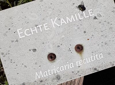 kids kamille 2